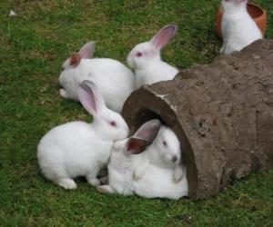 yapboz Beyaz Grup tavşan